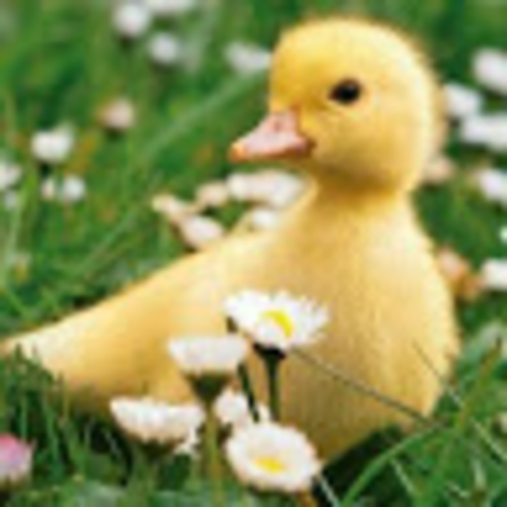 Meet your Posher, Birdy